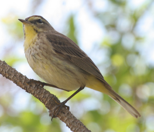 Photo (23): Palm Warbler
