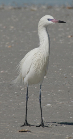 Photo (9): Reddish Egret
