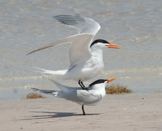 Photo (6): Royal Tern