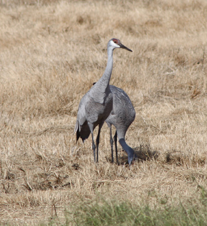 Photo (12): Sandhill Crane
