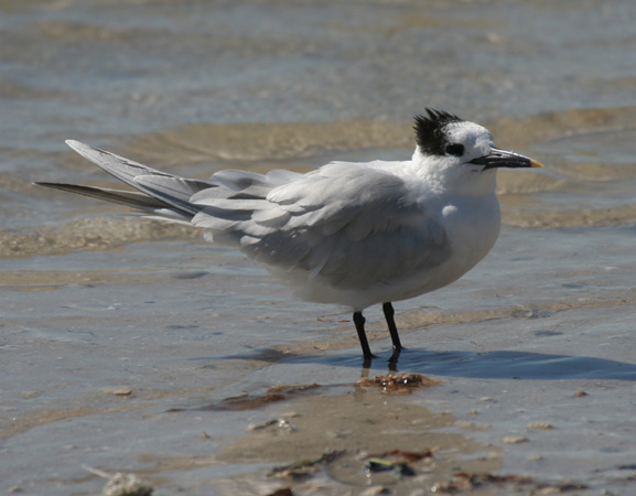 Photo (16): Sandwich Tern