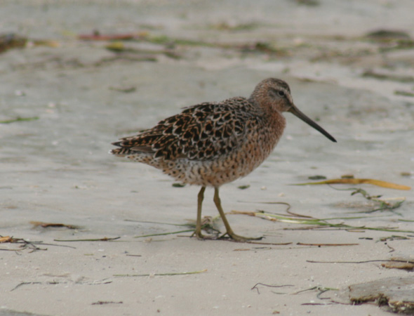 Photo (9): Short-billed Dowitcher