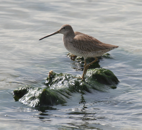 Photo (10): Short-billed Dowitcher