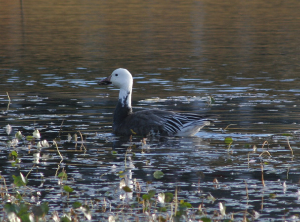 Photo (14): Snow Goose