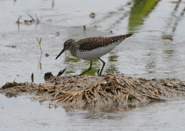 Photo (9): Solitary Sandpiper