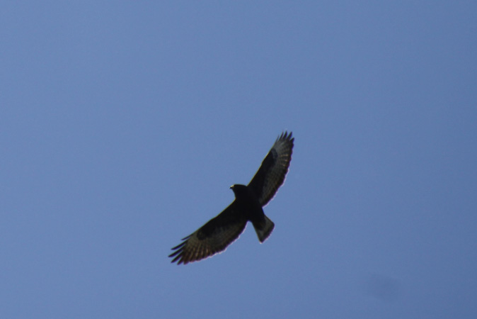 Photo (1): Short-tailed Hawk
