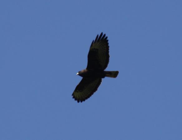 Photo (3): Short-tailed Hawk
