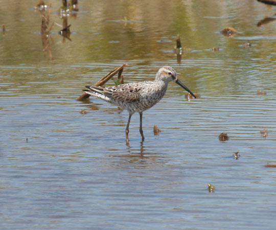 Photo (8): Stilt Sandpiper