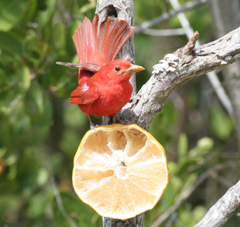 Photo (9): Summer Tanager
