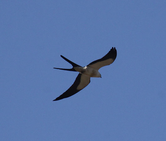 Photo (2): Swallow-tailed Kite