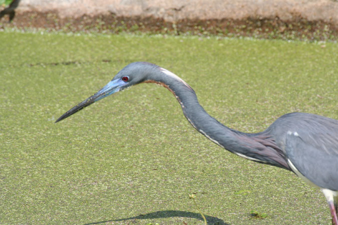 Photo (7): Tricolored Heron
