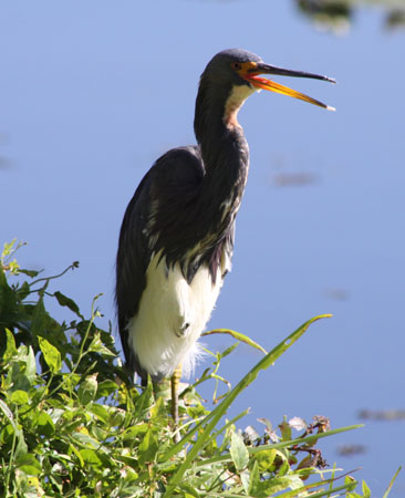 Photo (8): Tricolored Heron