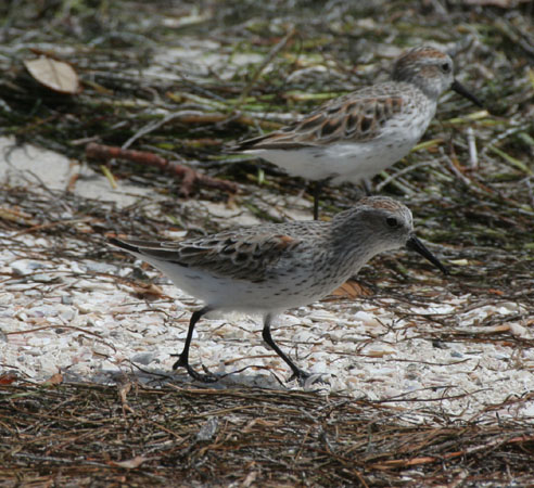 Photo (8): Western Sandpiper
