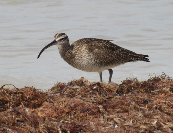Photo (5): Whimbrel