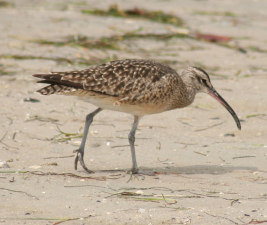 Photo (10): Whimbrel