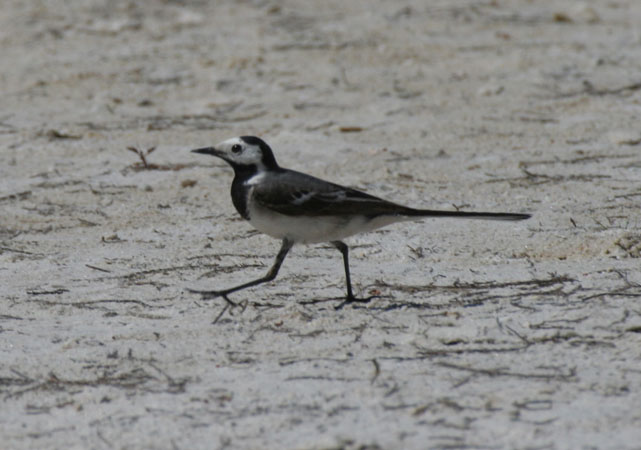 Photo (1): White Wagtail