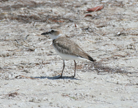 Photo (9): Wilson's Plover