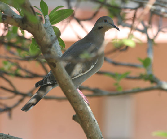 Photo (14): White-winged Dove