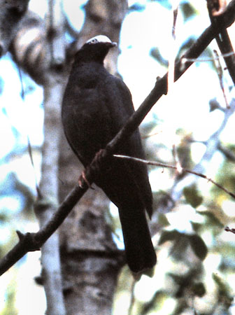 Photo (3): White-crowned Pigeon