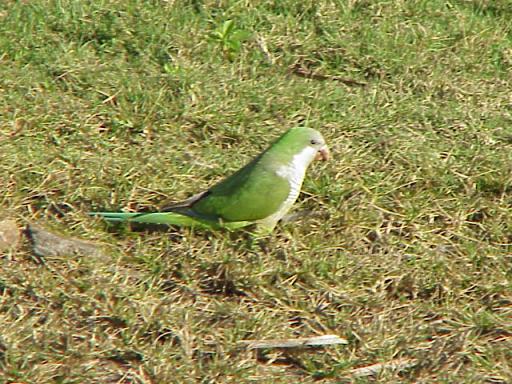 Photo (14): Monk Parakeet