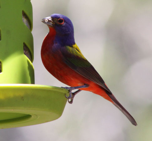 Photo (8): Painted Bunting