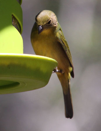 Photo (4): Painted Bunting