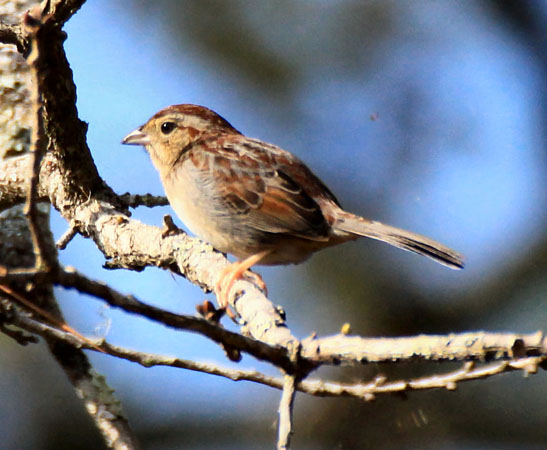 Photo (3): Bachman's Sparrow
