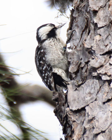 Photo (1): Red-cockaded Woodpecker