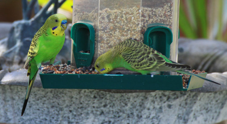 Photo (3): Budgerigar