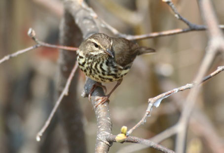 Photo (7): Northern Waterthrush