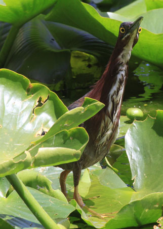 Photo (8): Green Heron
