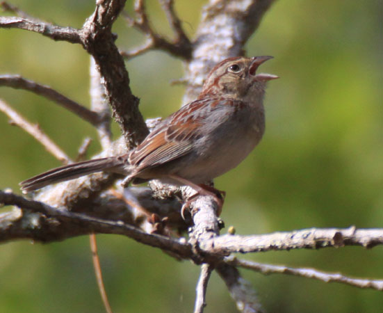 Photo (2): Bachman's Sparrow