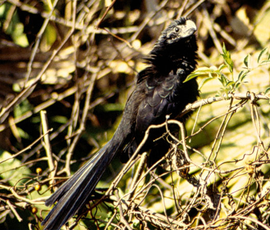 Photo (12): Groove-billed Ani