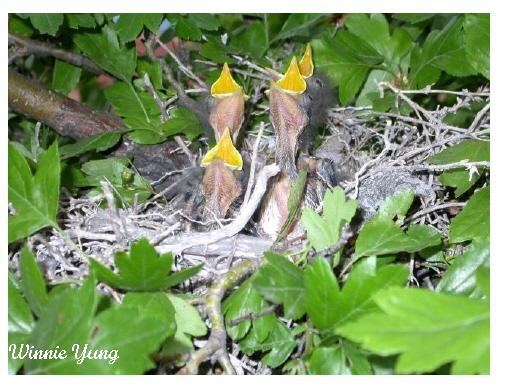 Photo (23): Northern Mockingbird