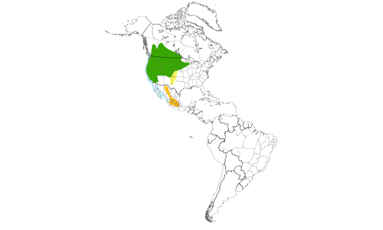 Range Map (Americas): Western Grebe
