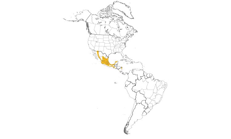 Range Map (Americas): Botteri's Sparrow