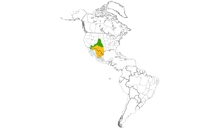 Range Map (Americas): Cassin's Sparrow