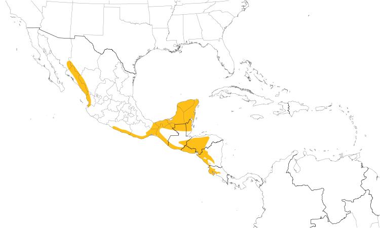Range Map (Central): White-fronted Parrot