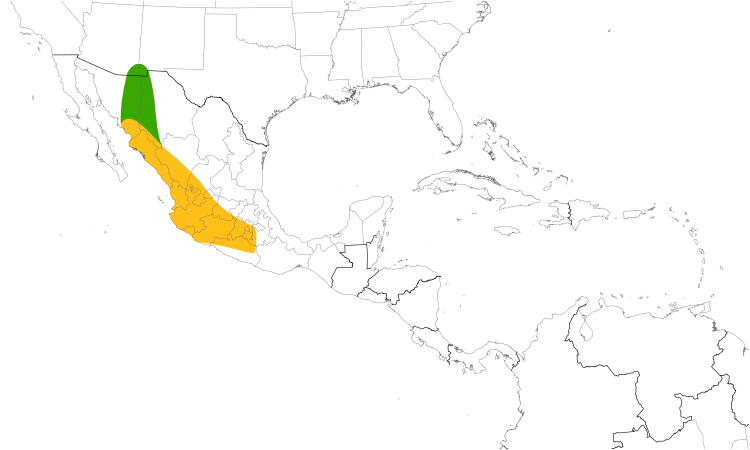 Range Map (Central): Violet-crowned Hummingbird