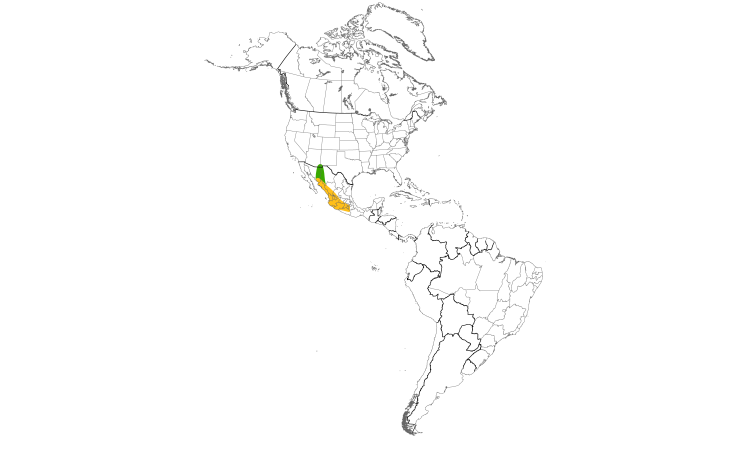 Range Map (Americas): Violet-crowned Hummingbird