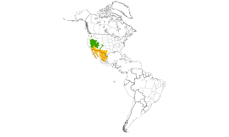 Range Map (Americas): Black-throated Sparrow