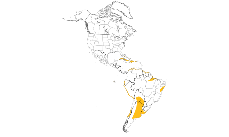 Range Map (Americas): White-cheeked Pintail