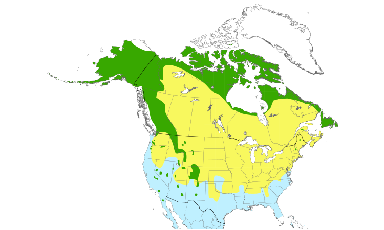 Range Map (North): American Pipit