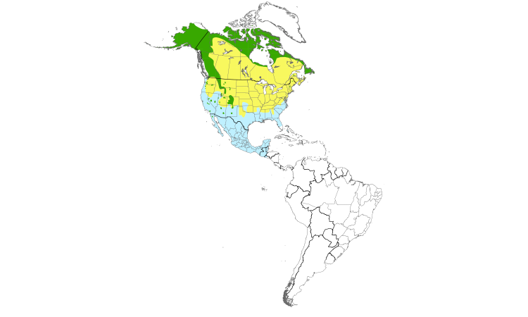 Range Map (Americas): American Pipit
