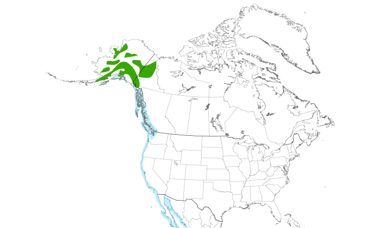 Range Map (North): Surfbird