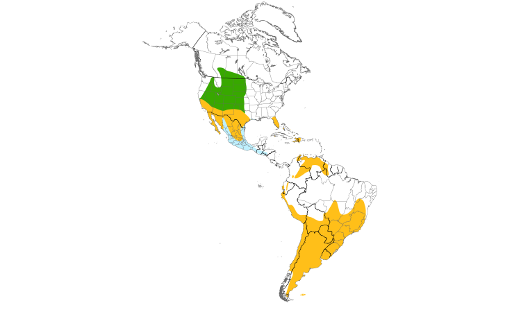 Range Map (Americas): Burrowing Owl