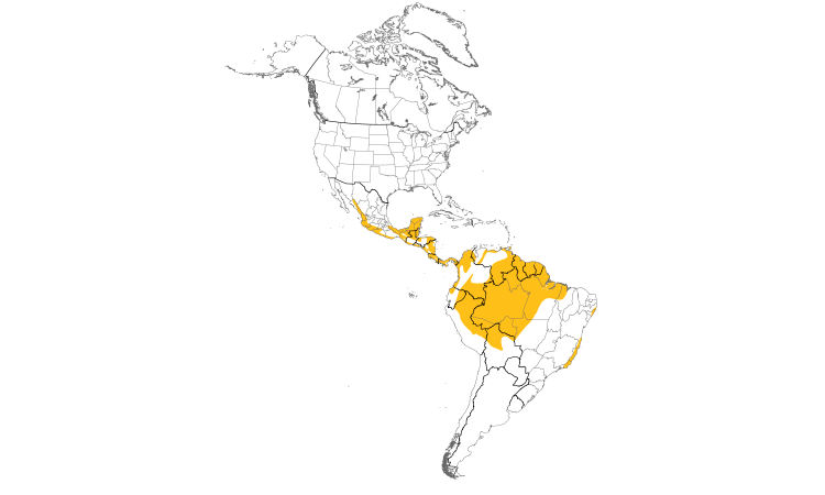 Range Map (Americas): Bright-rumped Attila