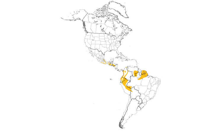 Range Map (Americas): Ruddy Foliage-gleaner