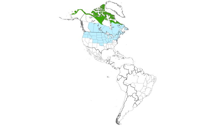 Range Map (Americas): Snowy Owl