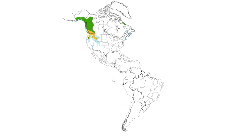 Range Map (Americas): Barrow's Goldeneye